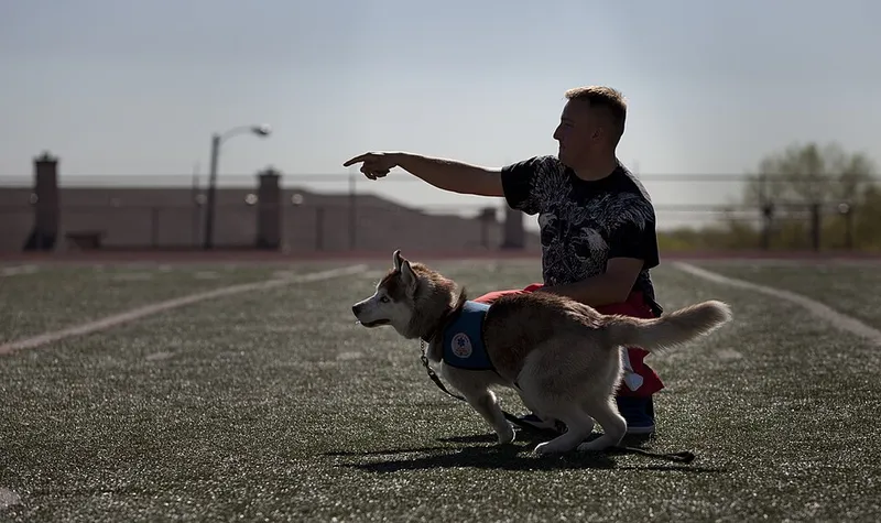 Sibirya Kurdu (Husky) fotoğraf 2