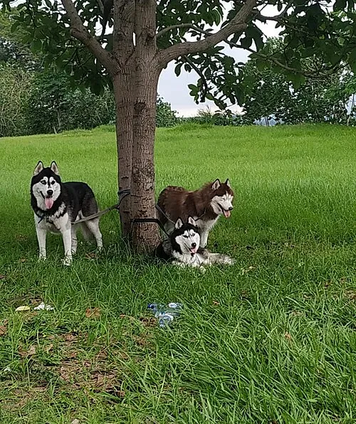 Sibirya Kurdu (Husky) fotoğraf 3