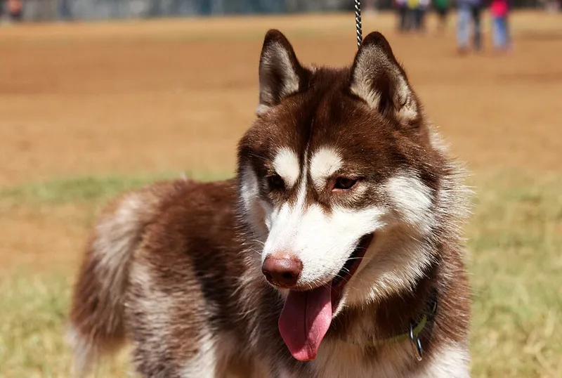 Sibirya Kurdu (Husky) fotoğraf 4