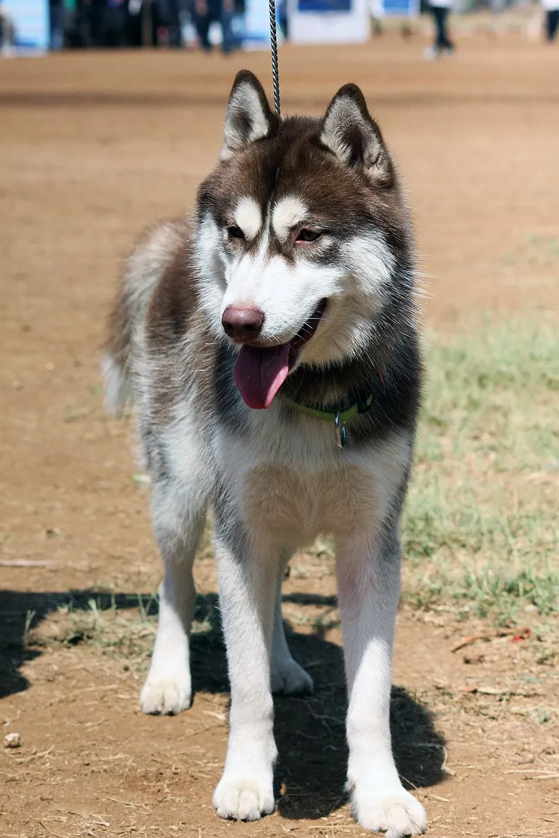 Sibirya Kurdu (Husky) fotoğraf 5
