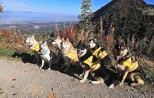 Sibirya Kurdu (Husky) fotoğraf 6