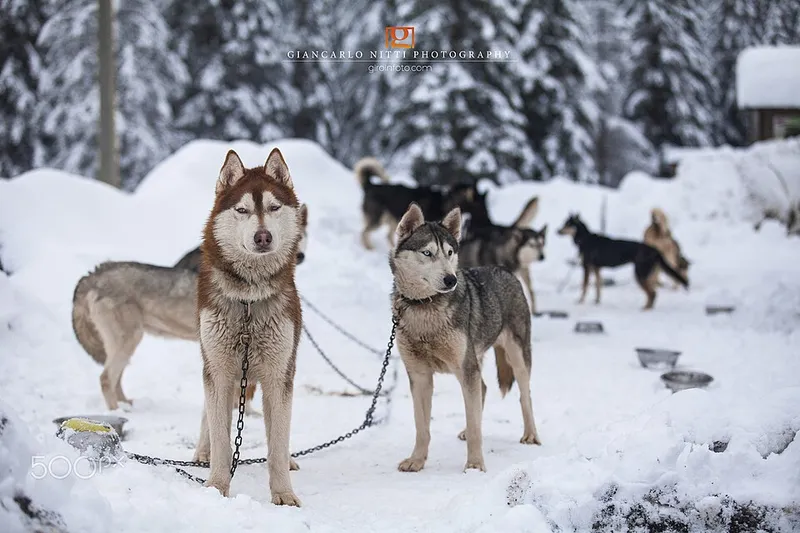 Sibirya Kurdu (Husky) fotoğraf 7