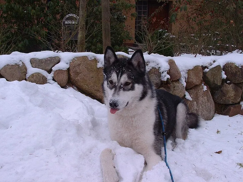 Sibirya Kurdu (Husky) fotoğraf 8