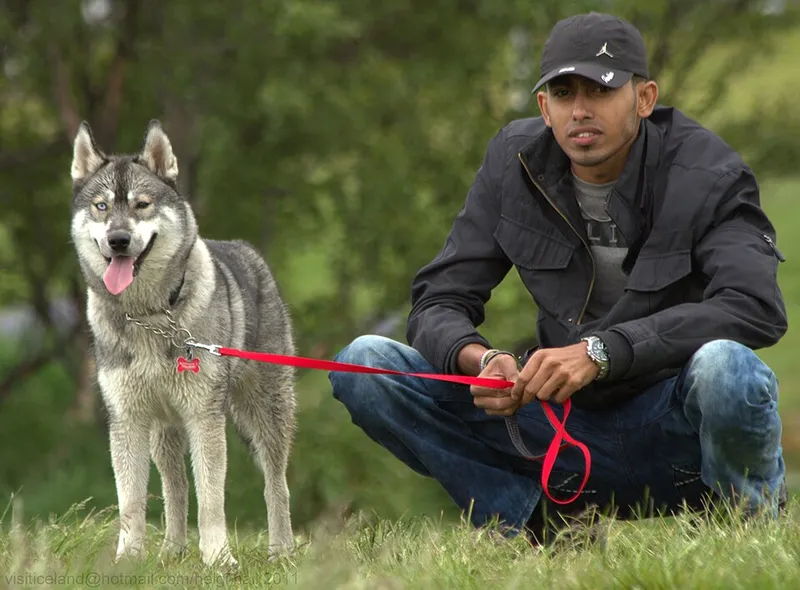 Sibirya Kurdu (Husky) fotoğraf 9