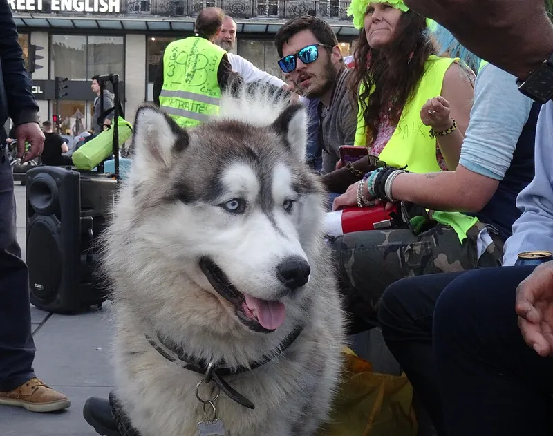 Sibirya Kurdu (Husky) fotoğraf 10