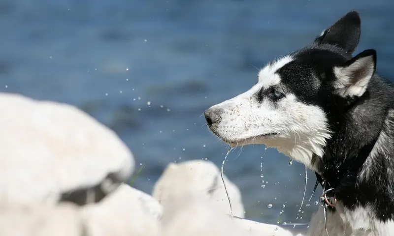 Sibirya Kurdu (Husky) fotoğraf 11