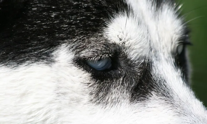 Sibirya Kurdu (Husky) fotoğraf 12