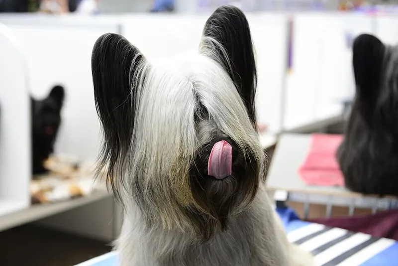 Skye Terrier fotoğraf 1