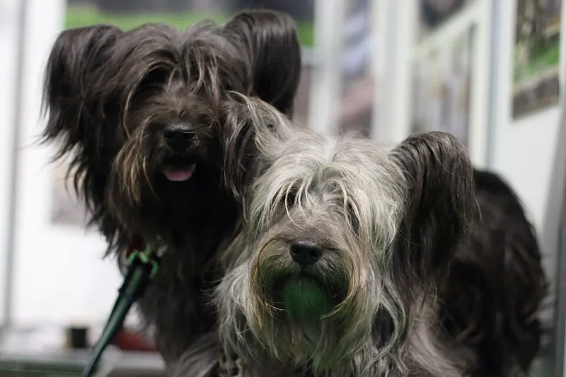 Skye Terrier fotoğraf 2