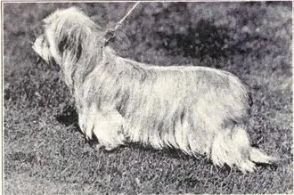 Skye Terrier fotoğraf 3