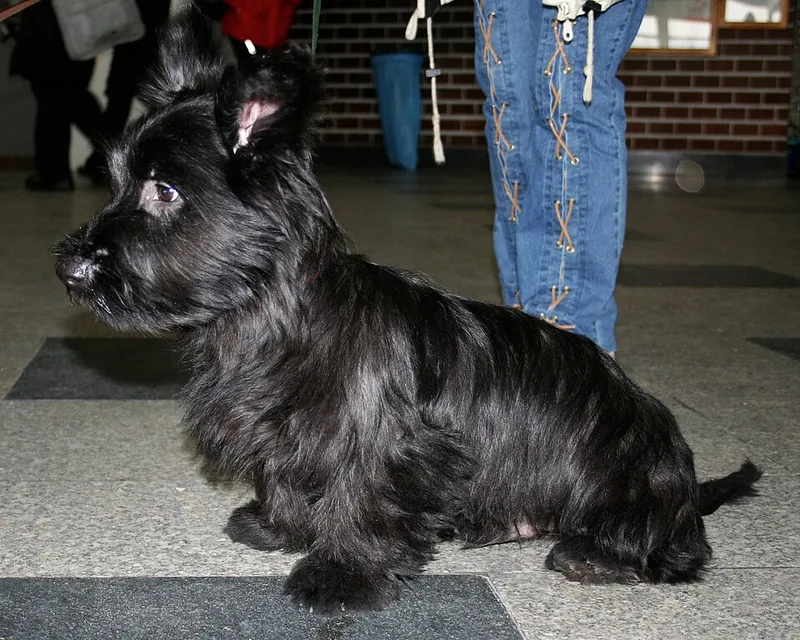 Skye Terrier fotoğraf 4