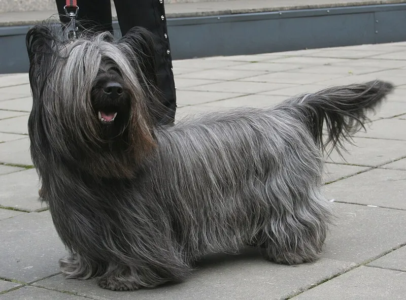Skye Terrier fotoğraf 5