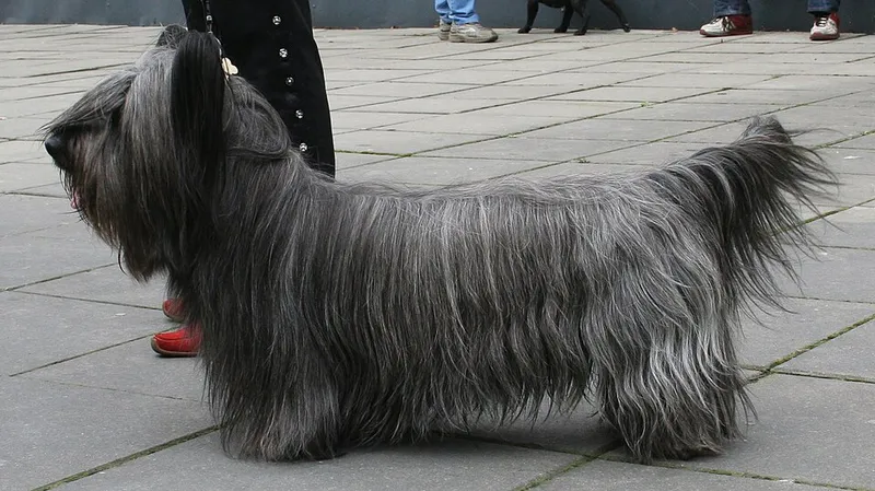 Skye Terrier fotoğraf 6