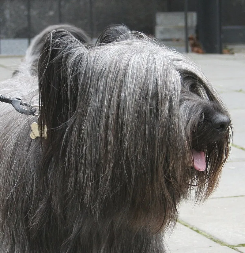 Skye Terrier fotoğraf 8