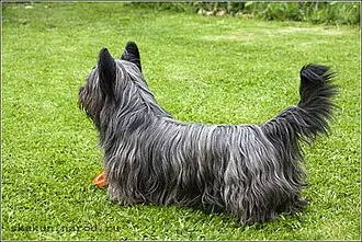 Skye Terrier fotoğraf 9