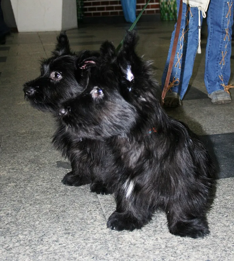 Skye Terrier fotoğraf 10