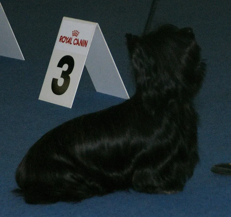 Skye Terrier fotoğraf 11