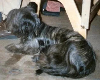 Skye Terrier fotoğraf 12