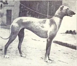 Sloughi fotoğraf 1