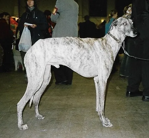 Sloughi fotoğraf 4