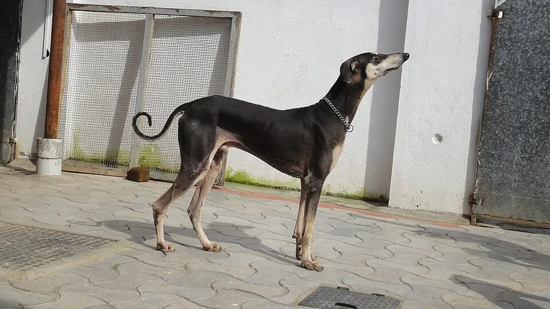 Sloughi fotoğraf 5