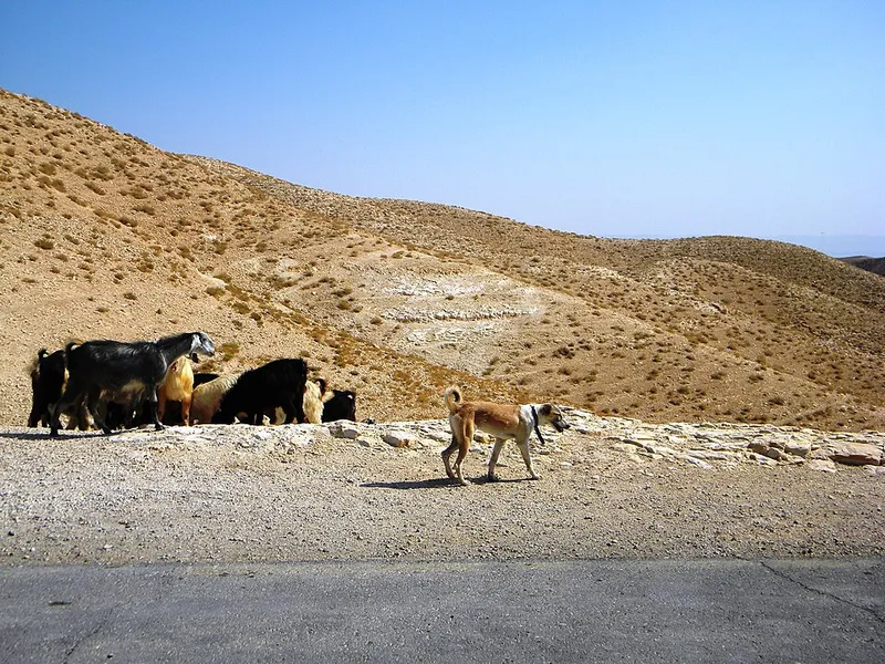 Sloughi fotoğraf 6