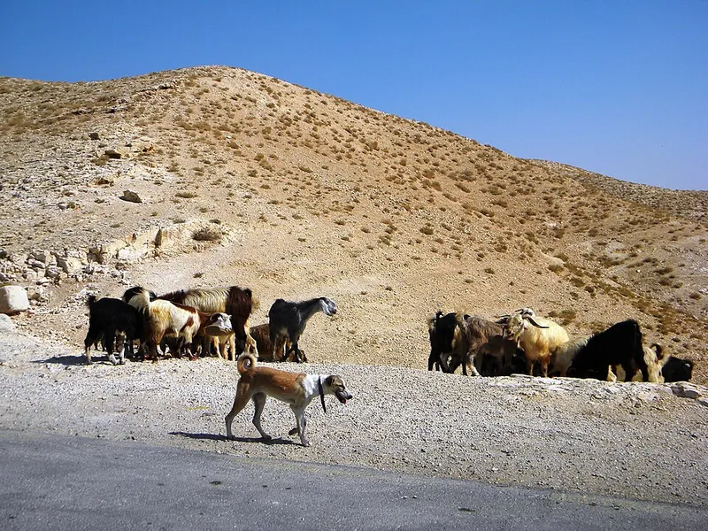 Sloughi fotoğraf 7