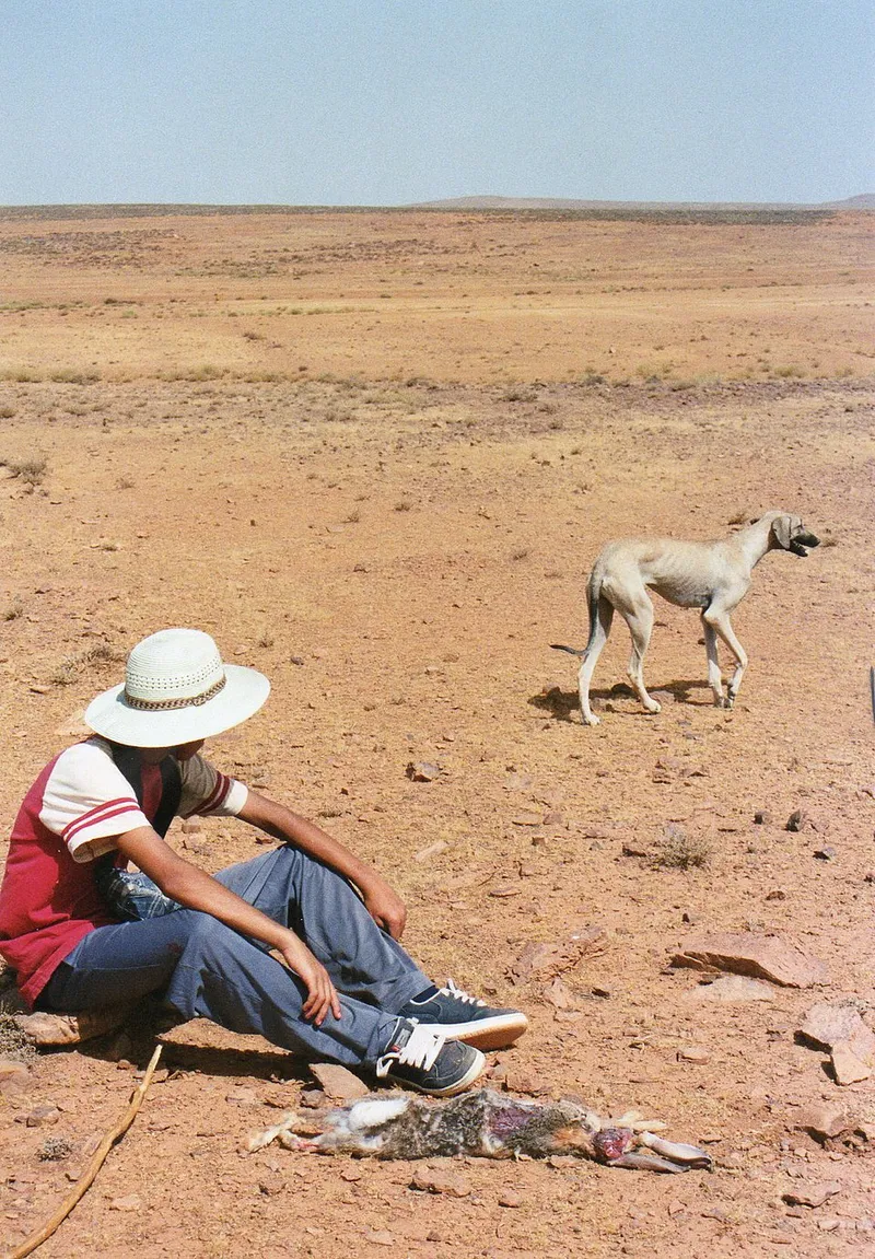 Sloughi fotoğraf 10
