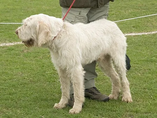Spinone Italiano fotoğraf 1