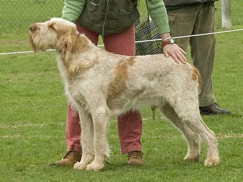 Spinone Italiano fotoğraf 2