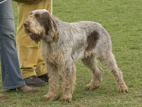 Spinone Italiano fotoğraf 3
