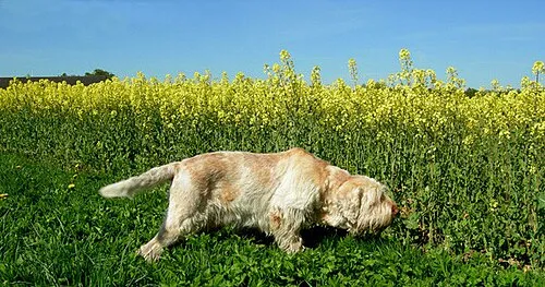 Spinone Italiano fotoğraf 4