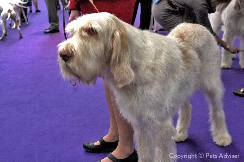 Spinone Italiano fotoğraf 5
