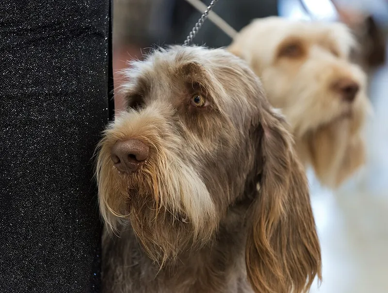 Spinone Italiano fotoğraf 6