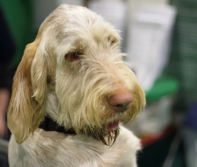 Spinone Italiano fotoğraf 7