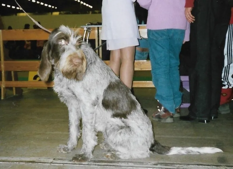 Spinone Italiano fotoğraf 8