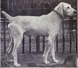Spinone Italiano fotoğraf 9