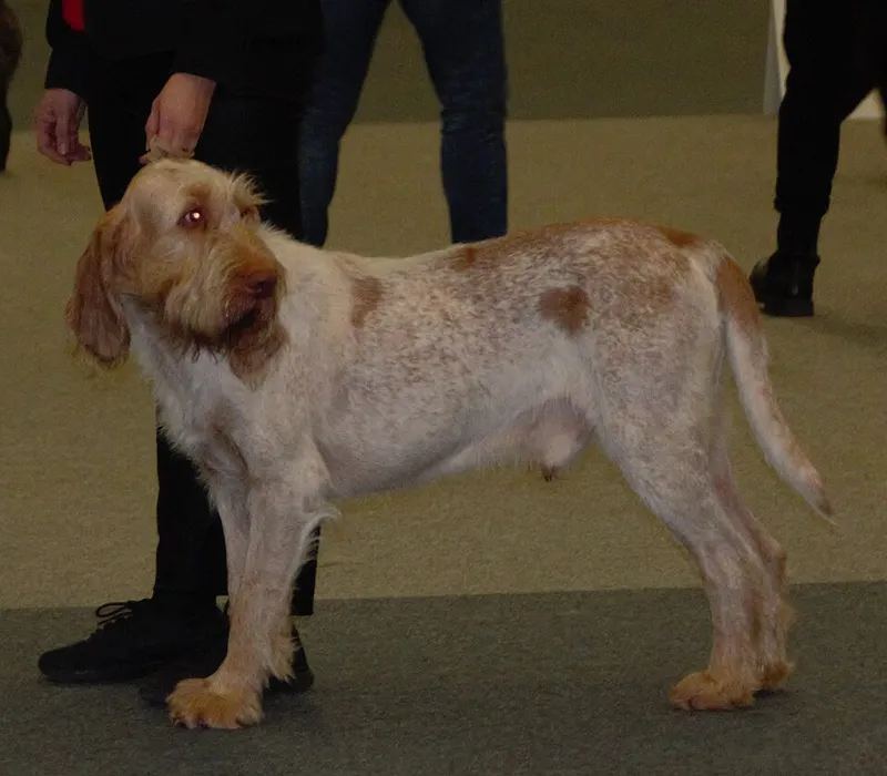 Spinone Italiano fotoğraf 10