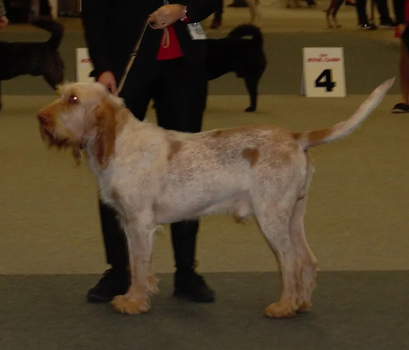 Spinone Italiano fotoğraf 11