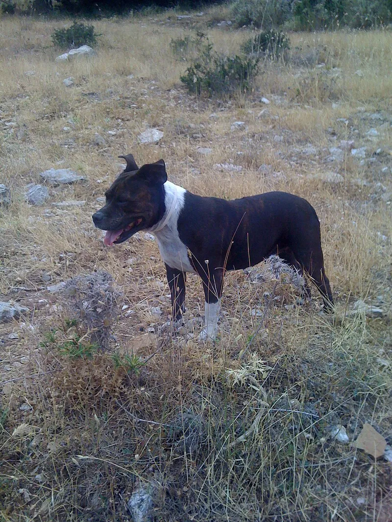 Staffordshire Bull Terrier fotoğraf 1