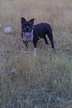 Staffordshire Bull Terrier fotoğraf 2