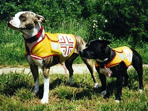 Staffordshire Bull Terrier fotoğraf 5