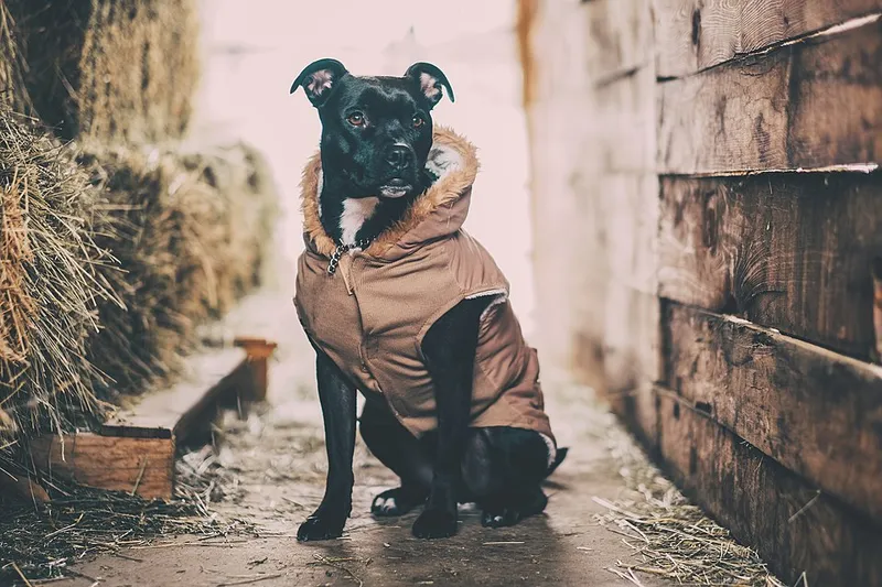 Staffordshire Bull Terrier fotoğraf 6