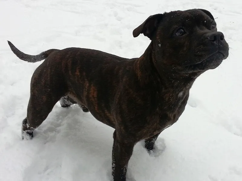 Staffordshire Bull Terrier fotoğraf 8