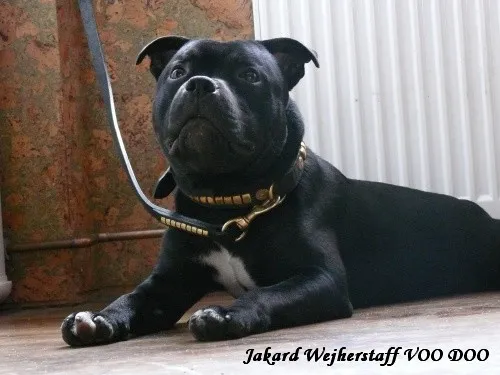 Staffordshire Bull Terrier fotoğraf 9