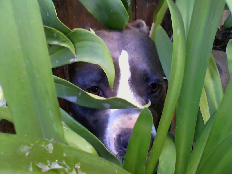 Staffordshire Bull Terrier fotoğraf 10
