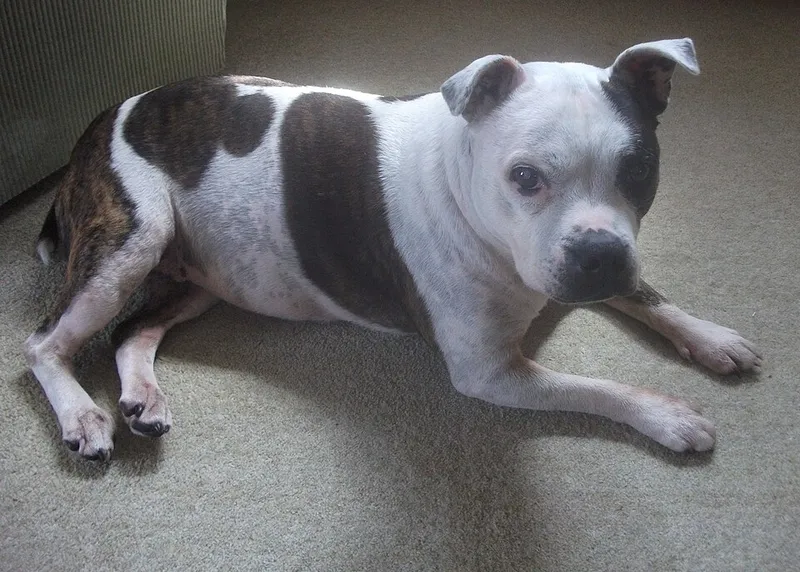Staffordshire Bull Terrier fotoğraf 11