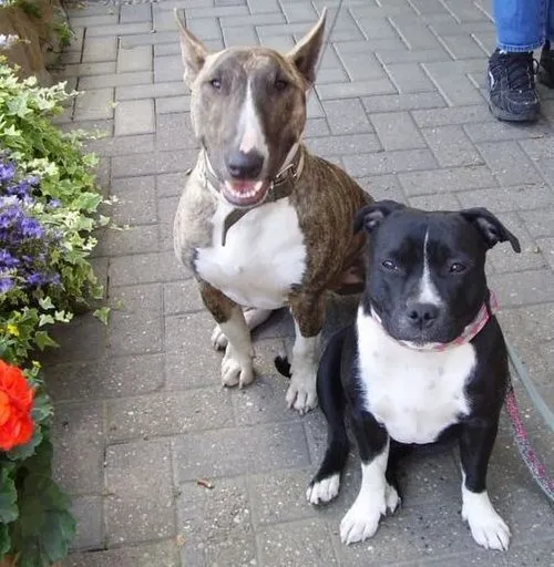 Staffordshire Bull Terrier fotoğraf 12