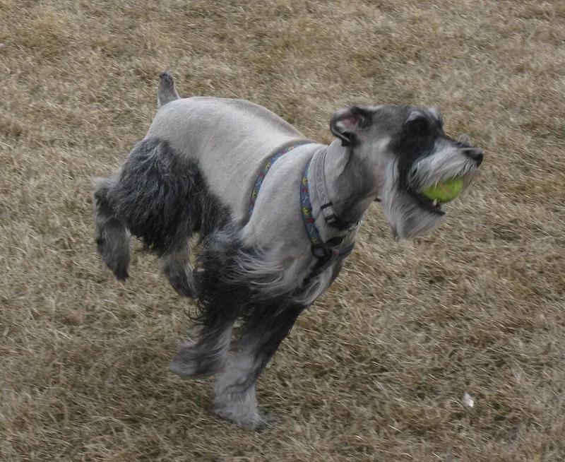 Standart Schnauzer fotoğraf 1