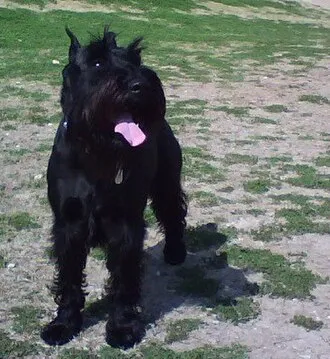 Standart Schnauzer fotoğraf 2